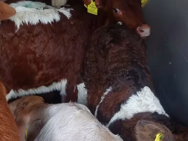 Bull, Cattle