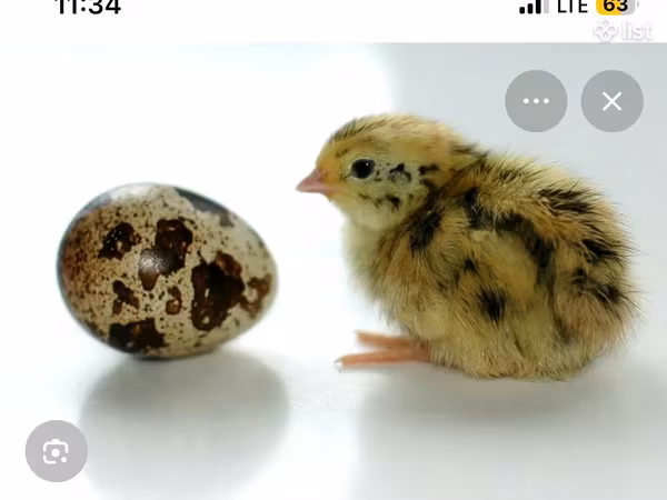 Quails — Armenia