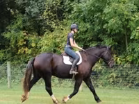 Ձի, Percheron — լուսանկար 7