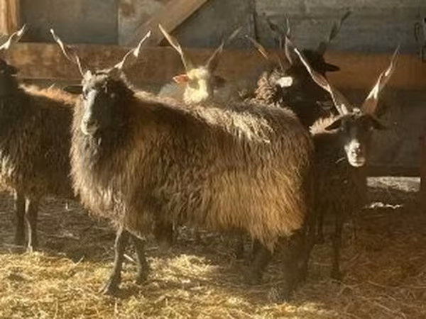 Sheep, Racka sheep