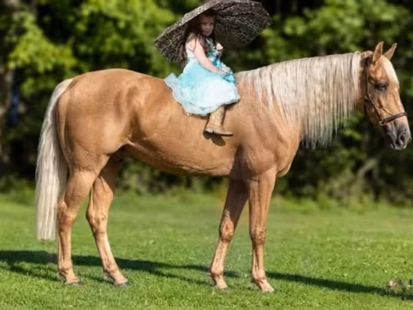 Ձի, Palomino