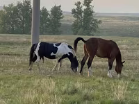 Horse (M), Russian Heavy Draft — photo 4