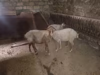 Ոչխար, Ոչխարներ — լուսանկար 1