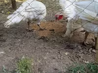 Turkeys — 4-сурет