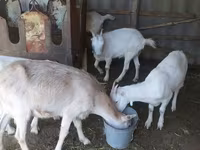 Էգ այծ, LaMancha goats — լուսանկար 5