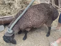 Ոչխար, Saryarka sheep — լուսանկար 1