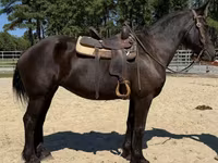 母马, Percheron — 照片 3