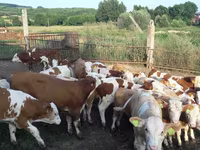 सांड, Simmental cattle — फ़ोटो 1