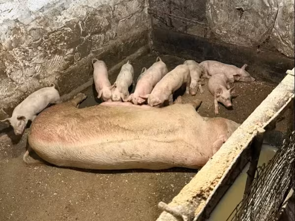 Säue, Schweine