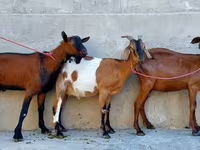 Ешкі, Nubian Goat — 7-сурет