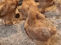 Chickens — լուսանկար 1