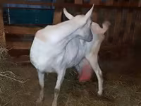 Ziege, Saanen goat — Foto 7