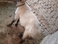 Խոյ, Ոչխարներ — լուսանկար 3