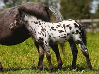 Էգ ձի, American shetland pony — լուսանկար 3