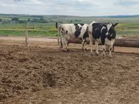 Կով, Russian Black pied cattle — լուսանկար 4