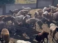Schaf, Romanov sheep — Foto 8