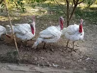 Turkeys — 3-сурет