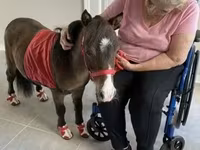 母马, Miniature horse — 照片 3