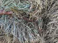 Խոդի տուկ խոդ խամի խոդ — photo 3