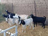 Теке, Saanen goat — 3-сурет