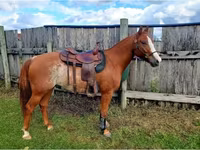 Hengst, Quarter Horse — Foto 7