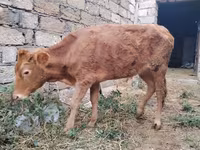 Vaca, Ganado vacuno — foto 2