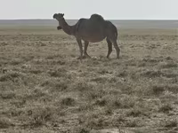 Camelos (lote, sexo não especificado), Anafi camel — foto 1