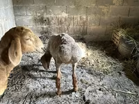 Ovelha, Katum sheep — foto 4