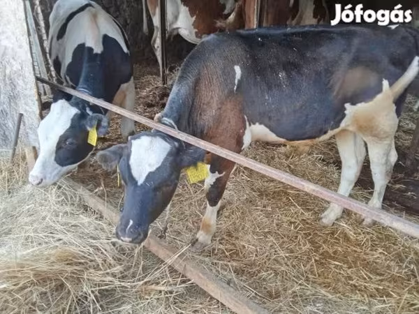 Ցուլ, Simmental cattle