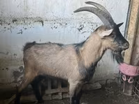 Արու այծ, Oberhasli goats — լուսանկար 2