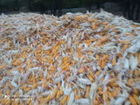 Продаю кукуруза 🌽 Пионер сухой,1кг по 13сом адрес КАРА Балта,40тонна — الصورة 3
