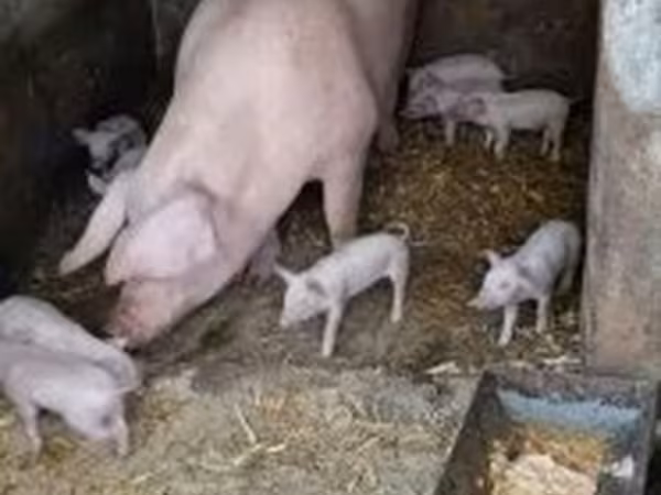 Sow, Pigs