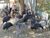 Turkeys — 5-сурет