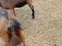 Էգ այծ, Saanen goat — լուսանկար 8