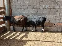 Sheep, Sheep — photo 2