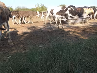 Bulle, Russian Black pied cattle — Foto 2