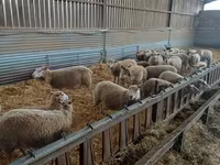 Ոչխար, Rouge de l’Ouest sheep — լուսանկար 2
