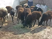 Ovelhas (lote, sexo não especificado), Tajik sheep — foto 5