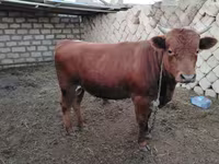 公牛, Cattle — 照片 1
