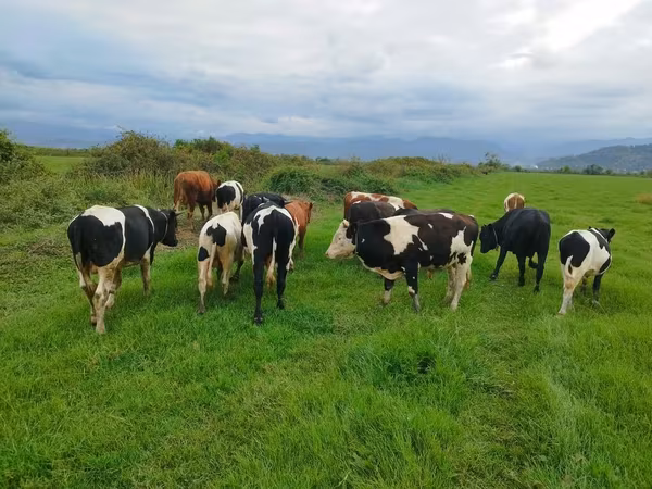 Vaca, Russian Black pied cattle