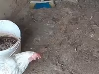 Chickens — photo 8