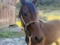 Айғыр, Rocky Mountain Horse — 2-сурет