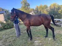 Horse (M), Standardbred — photo 2