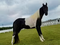 Caballo, Tennessee Walking Horse — foto 7