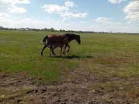 Stute, Kinsky horse — Foto 5