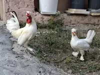Chickens — फ़ोटो 5