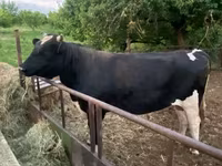Touro, Raça Holstein — foto 2
