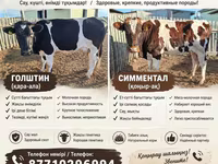 Kuh, Latvian Blue cattle — Foto 1