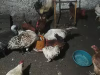 Chickens — Foto 6