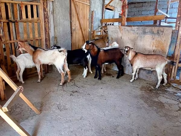 عنزة, الماعز